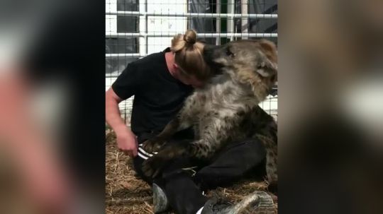 这撸起来就像我家的狗子!当超凶的鬣狗认可你是他的朋友...