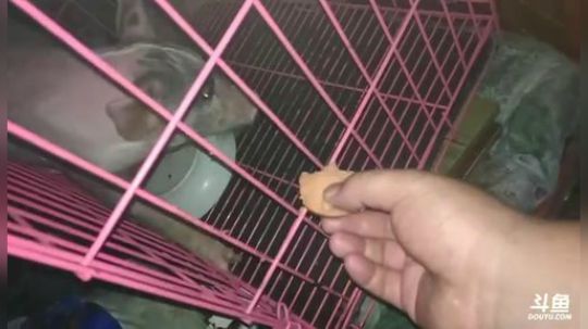 拖拖拉拉斯基发布了一个斗鱼视频2018-07-17