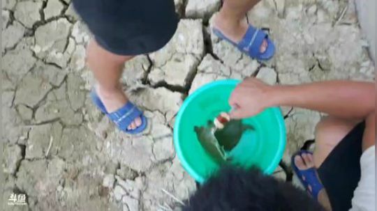 抽奖甲鱼钓冠名权，1颗兰丸赢甲鱼 2018-07-21 17点场