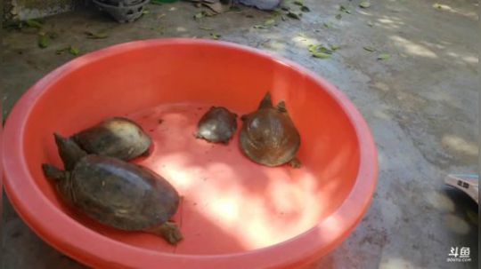 徒手摸鱼＋甲鱼钓 2018-07-27 14点场