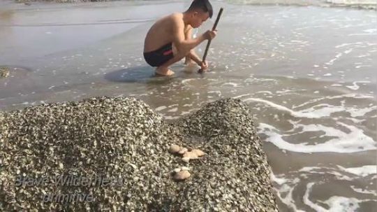 【荒岛基哥】~鲜嫩可口的文蛤