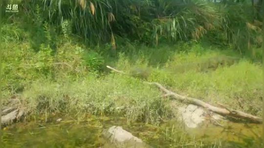 收笼子摸鱼， 2018-08-05 10点场