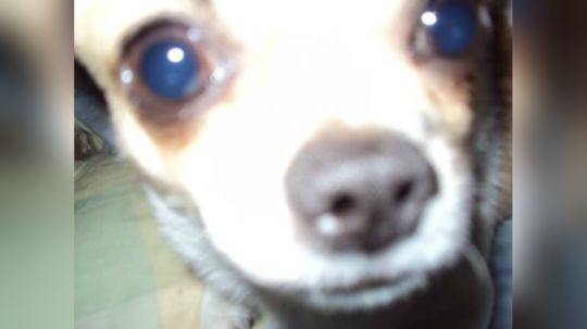 陪伴我7年的豆豆走了致我最爱的狗