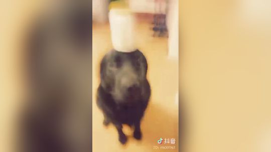 大布布~~~