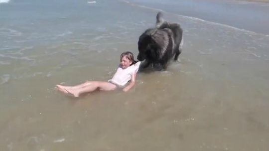 满分保姆!暖男狗子海边担当救生狗轻松照顾小萝莉!