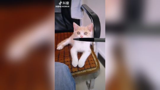 你的娜美呀发布了一个斗鱼视频2018-08-10