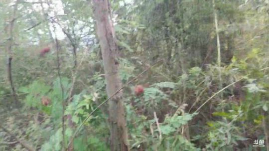 为民除害之大黄蜂 2018-08-12 13点场