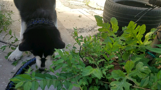 我家狗吃草啊，哎