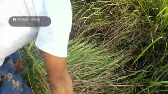 河道生活第一天， 2018-08-24 16点场