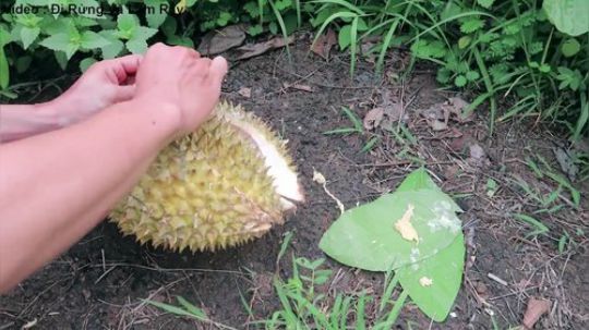 【越南小伙】黑暗料理，榴莲大虾，这味道简直了.