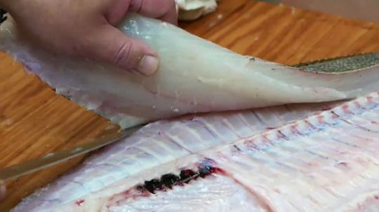【日本美食】俩眼一边，比目鱼刺身、香煎比目鱼，吃就对了