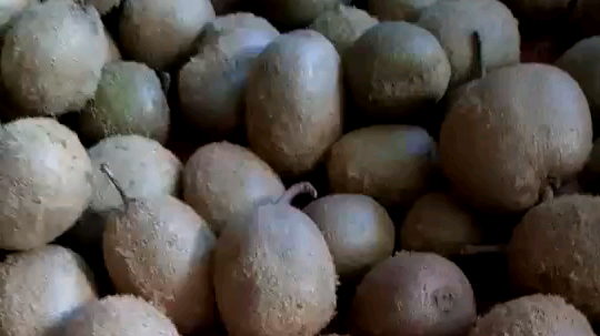 刚摘回来的！！