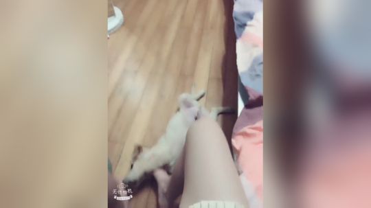 嘻嘻我家猫猫长大一点了。