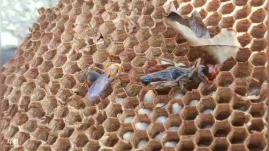 收地笼、围网喽 2018-09-04 16点场