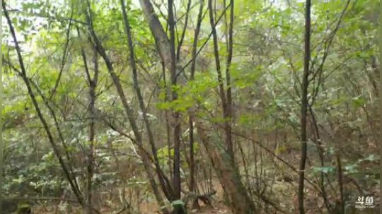 上山捡枞菌，收地笼啦。 2018-09-04 09点场