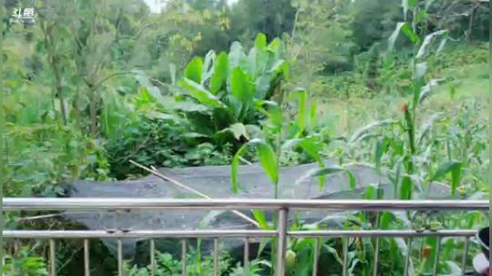 上山做饭啦 2018-09-06 14点场