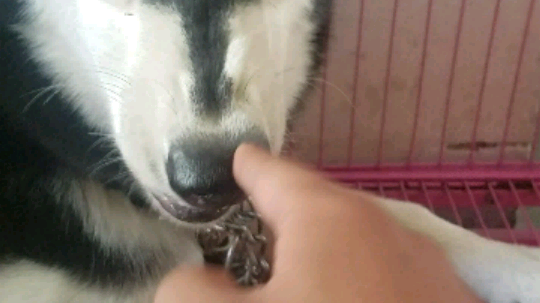 呲牙咧嘴不处了
