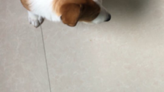 某主播整日与狗为伍，直播虐狗?