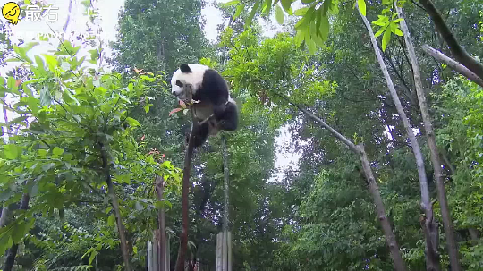 熊猫少系列[发抖]