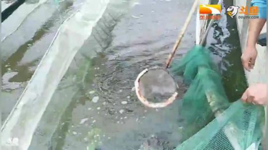老河口探秘 澳洲大龙虾 2018-09-26 15点场
