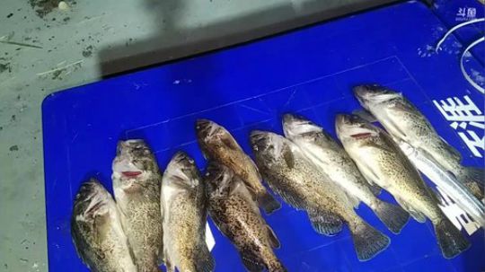 我在斗鱼看威海大叔直播美食