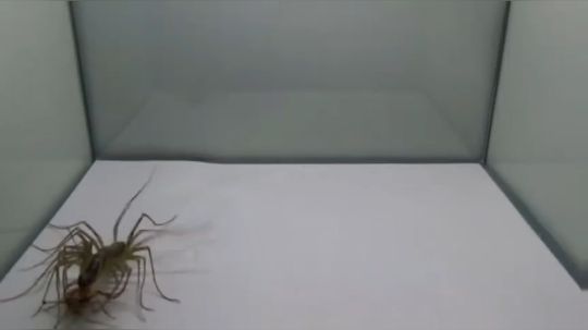 蚰蜒捕食蟑螂