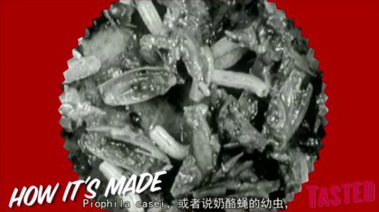 【恶心别点】 意大利蛆虫奶酪 了解一下