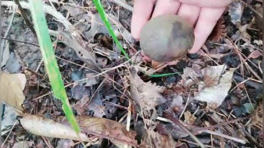 采蘑菇的大帅哥 2018-10-08 14点场