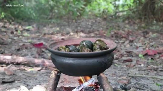 【荒野戏精】~额~带着小可怜吃福寿螺