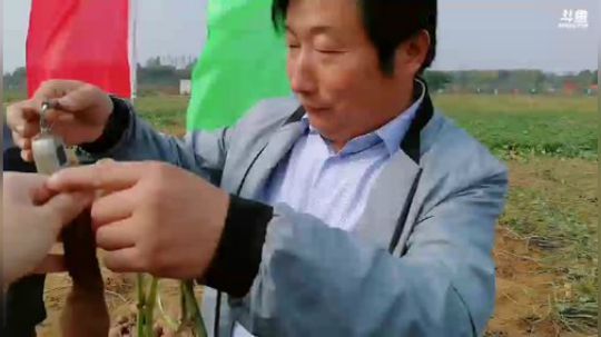 今天，“红安苕”C位出道！隔着屏幕都能闻 2018-10-17 09点场