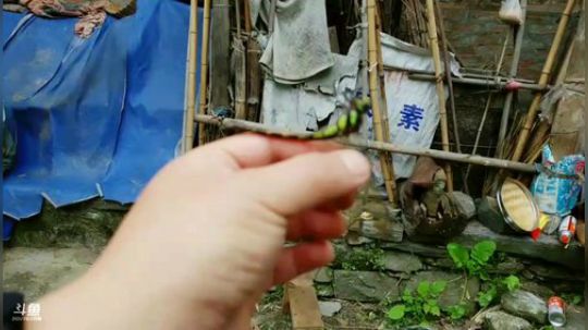 重阳节你们好 (＾▽＾) 2018-10-17 14点场