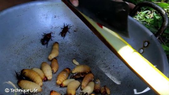 【荒野熊孩】长身体的时候最需要及时补充蛋白质了