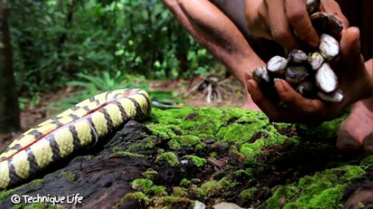【荒野美食】不敢相信一条蛇肚子里竟然这多鱼！