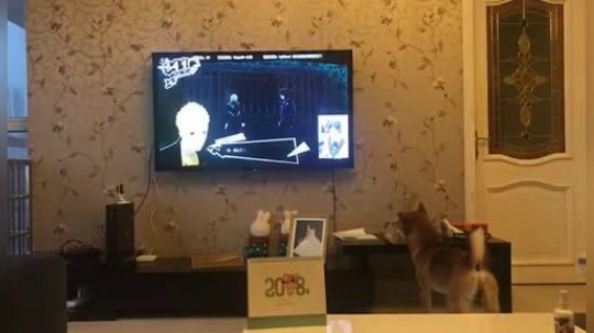 咦，这狗狗是看谁直播这么专心
