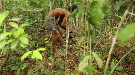 【原始文化】森林人发现自然界的新鲜蘑菇和烹饪