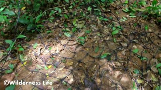 【原始技术】——用陷阱在森林里找到猪