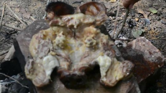 ARS原始烹饪猪头在岩石上煮猪头午餐