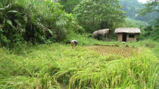 基本原始技能：稻谷收割（前景片）