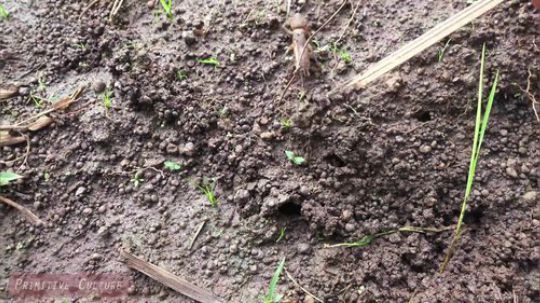 【荒野虫哥】稻田里捉蝼蛄