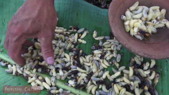 【荒野虫哥】烹饪黄蜂蠕虫午餐