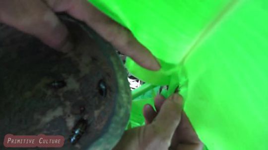 【荒野虫哥】下午茶来一个蟑螂大餐吧