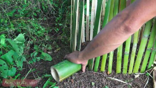 【荒野虫哥】第一个原始的蛇陷阱，作品100%由竹子制成.
