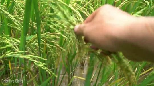 基本原始技能：小鱼水稻灌溉一切都好