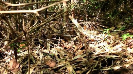 【荒野虫哥】~美味烤蛇~看着流口水呀~.