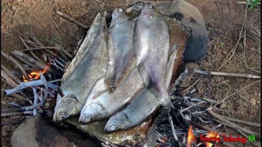 【荒野戏精】~小马哥的石板烤鱼~吧唧吧唧吃下去~