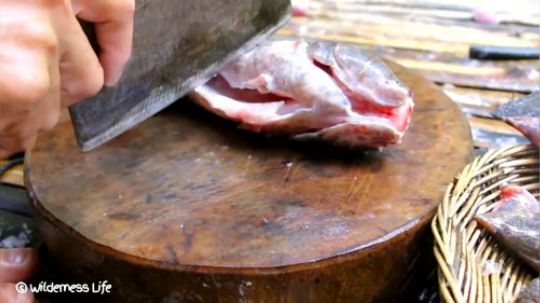 【荒野美食】大理石虾虎鱼汤实在是太好喝了！