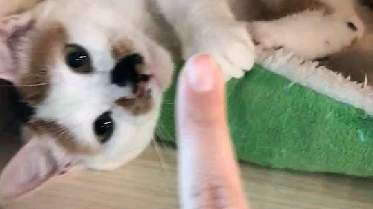 高架上救下的三花喵找领养