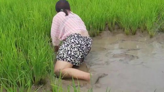 越南柬埔寨小姐姐捕鱼