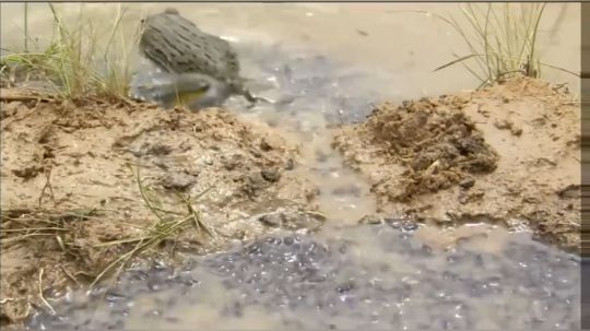 非洲牛蛙父亲用这招拯救了牠的一窝蝌蚪子女!