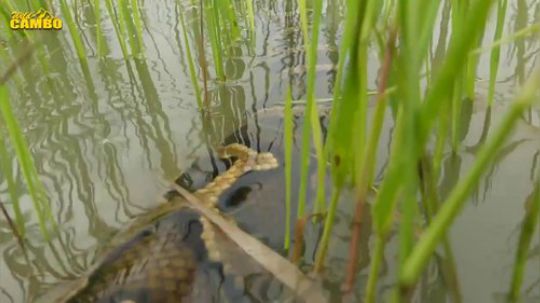 道具组牛批，又是螃蟹又是大蛇的!